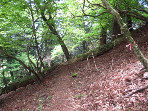 登山道